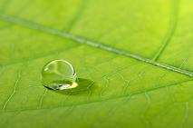 Homeopathy for women #01